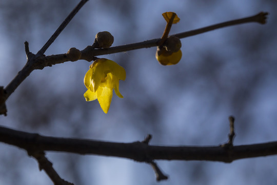 梅花