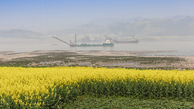 油菜花与长江里的船