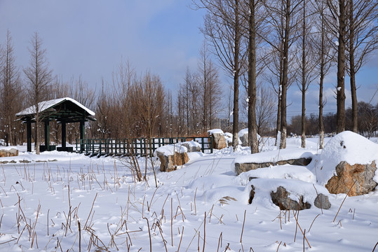 雪景