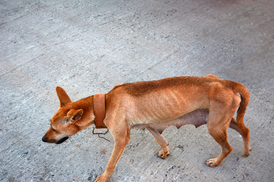 一只老中华田园犬