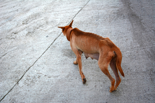 中华田园犬