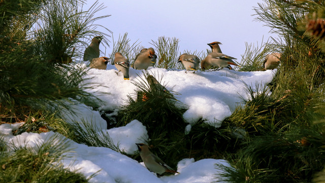 太平鸟与雪