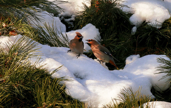太平鸟与雪