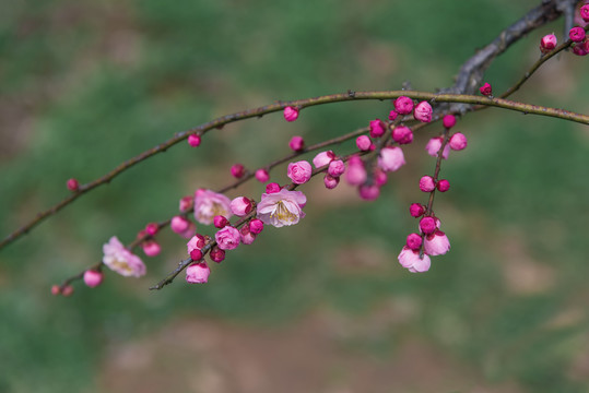 武汉东湖梅园盛开的梅花