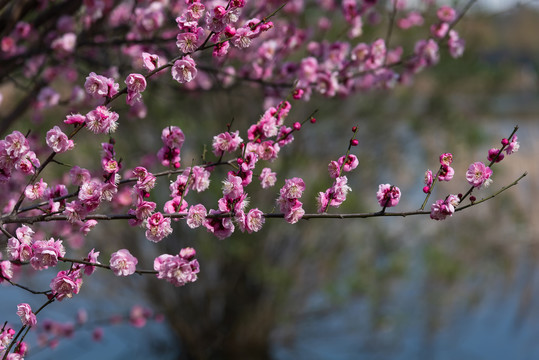 武汉汤湖公园盛开的梅花
