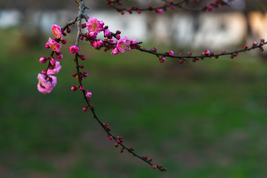 武汉东湖梅园盛开的梅花