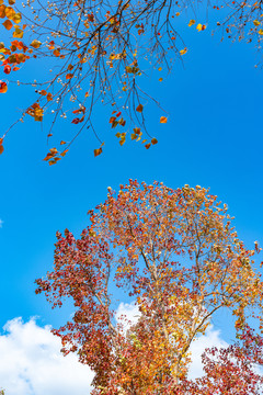上海嘉北郊野公园秋天的乌桕树红