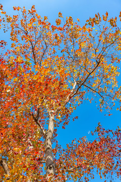 上海嘉北郊野公园秋天的乌桕树红