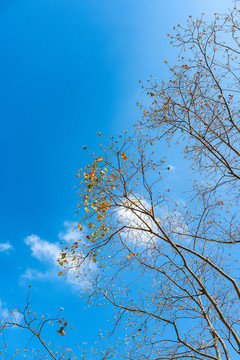 上海嘉北郊野公园秋天的乌桕树红