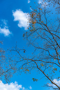 上海嘉北郊野公园乌桕树秋天
