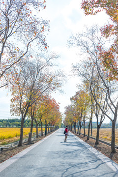 上海嘉北郊野公园乌桕树秋天
