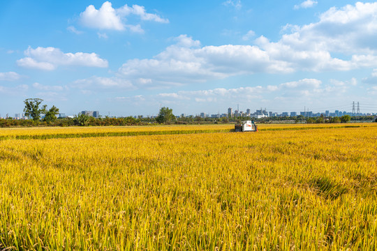 上海嘉北郊野公园秋天的稻田