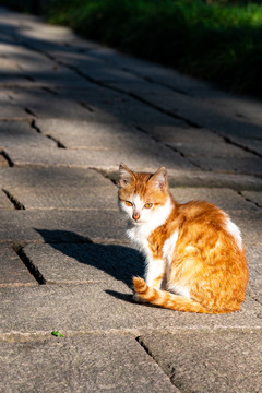 上海嘉定秋霞圃的猫