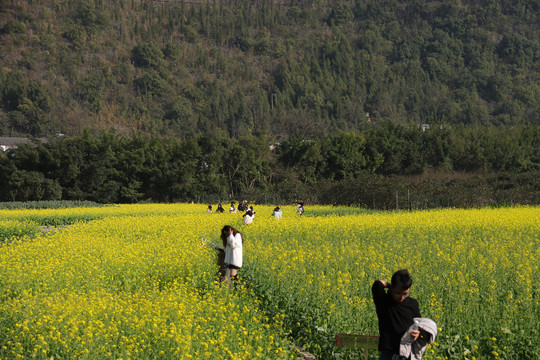 万峰林油菜花田