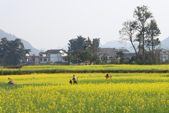 万峰林油菜花田