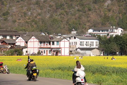 万峰林油菜花田