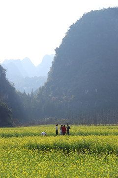 万峰林油菜花田