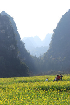 万峰林油菜花田