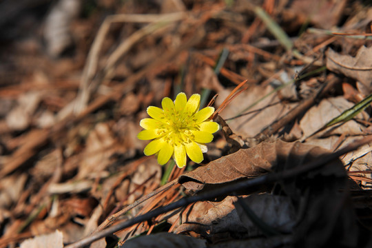 冰凌花