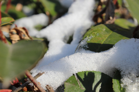 绿叶中的积雪