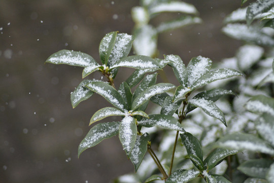 雪中的桂花树