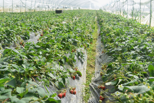 草莓种植基地采摘园塑料大棚内景