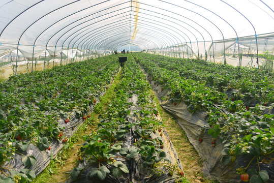 草莓种植基地采摘园温室大棚