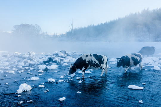 冬季不冻河清晨牛群