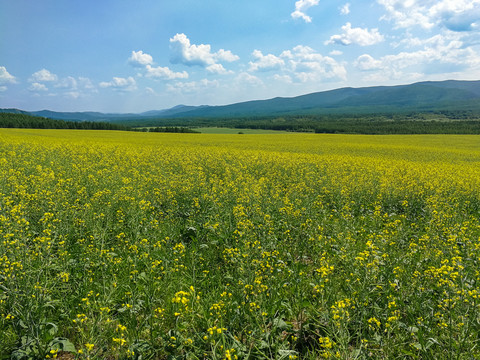 油菜田油菜花