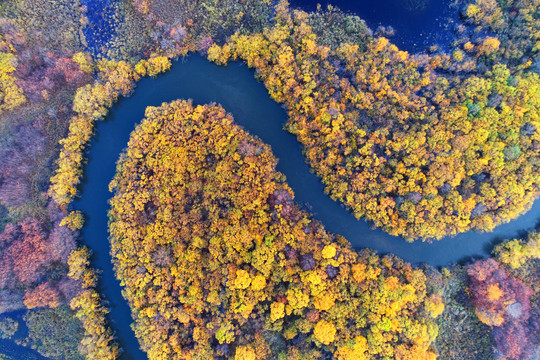 扎敦河湿地秋季五彩树林河湾