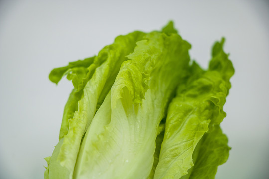 生菜