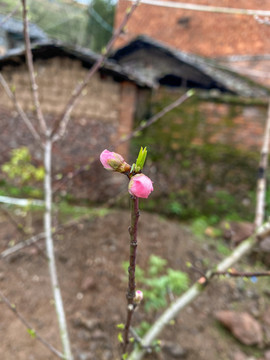 桃花苞