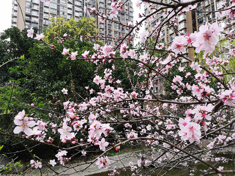 小区桃花开