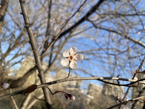 山桃花