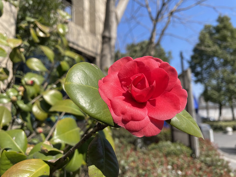 山茶花