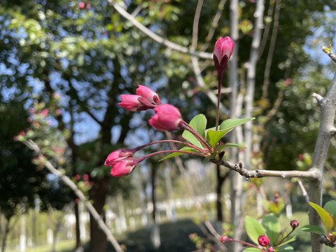 垂丝海棠