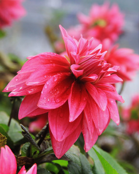 大丽花
