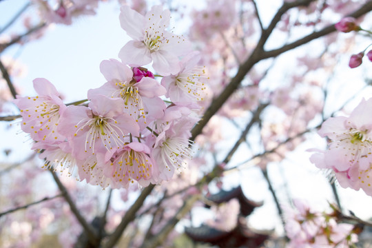 樱花