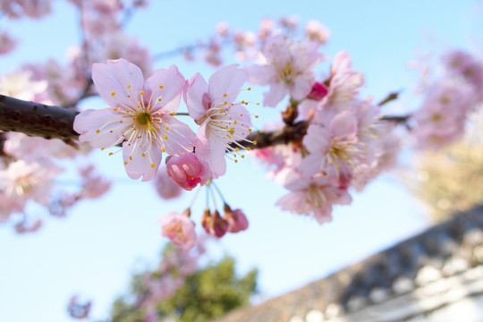 樱花