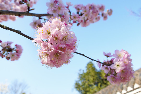 樱花