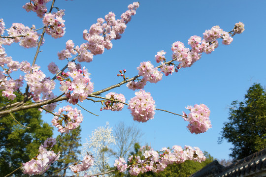 樱花