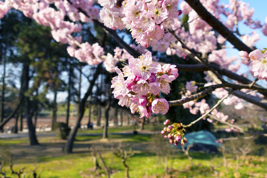 樱花