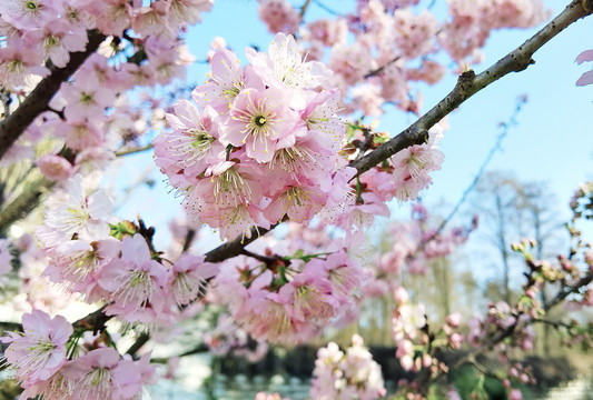 樱花