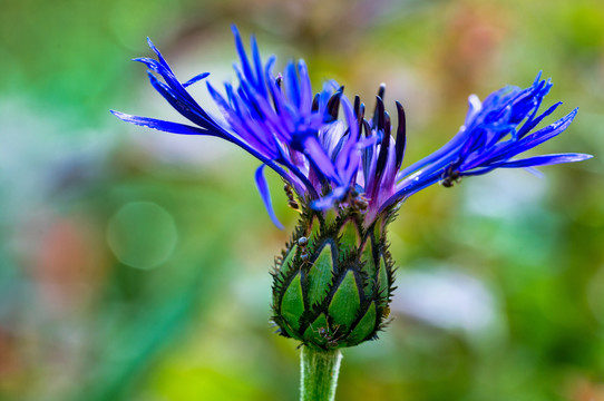 蓝花矢车菊