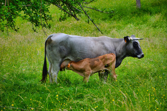 瑞士褐牛