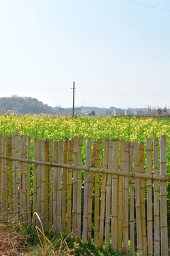 油菜花