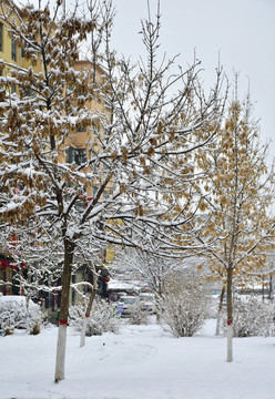 雪景