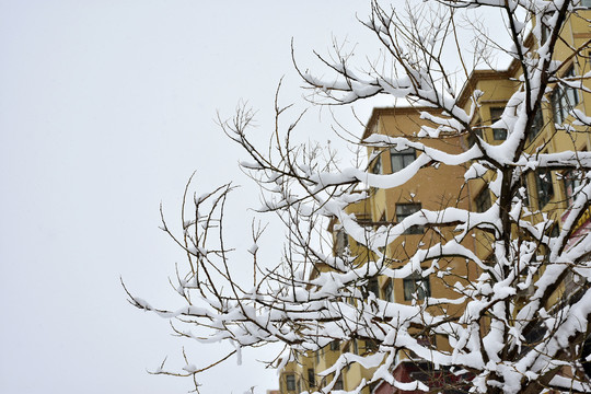 雪景