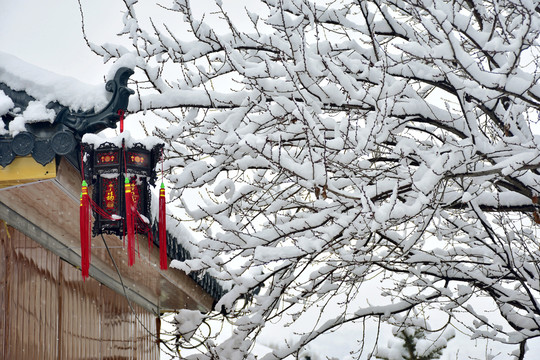 雪景