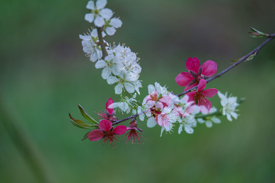 阳春三月桃花盛开